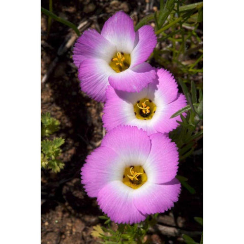 California, San Diego, Rattlesnake Canyon, Phlox Black Modern Wood Framed Art Print by Talbot Frank, Christopher