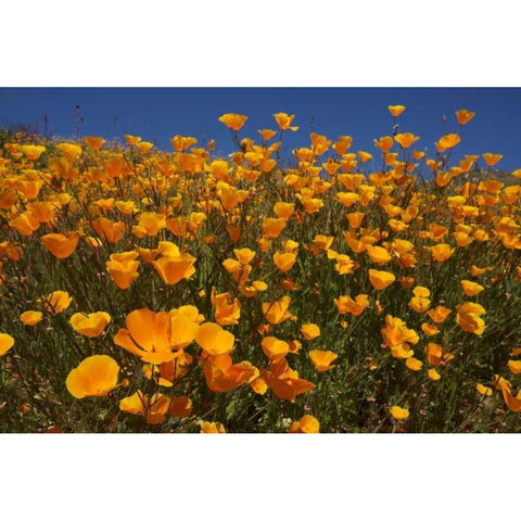 California, San Diego, Rattlesnake Canyon, Poppy Black Modern Wood Framed Art Print by Talbot Frank, Christopher
