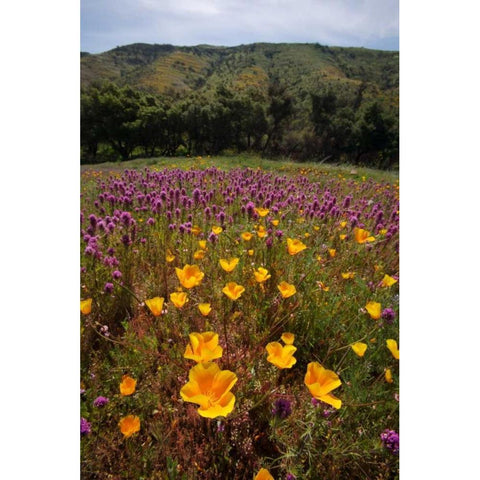 California, San Diego, Rattlesnake Canyon, Poppy White Modern Wood Framed Art Print by Talbot Frank, Christopher