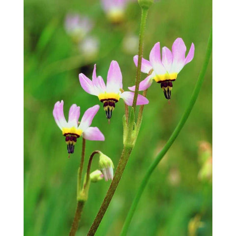 CA Shooting Star flowers in Mission Trails Park Black Modern Wood Framed Art Print by Talbot Frank, Christopher