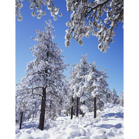 CA, San Diego snowy trees in the Laguna Mts Black Modern Wood Framed Art Print by Talbot Frank, Christopher