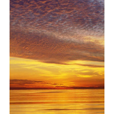 CA, San Diego Sunset Cliffs by the ocean,sunset Black Modern Wood Framed Art Print by Talbot Frank, Christopher