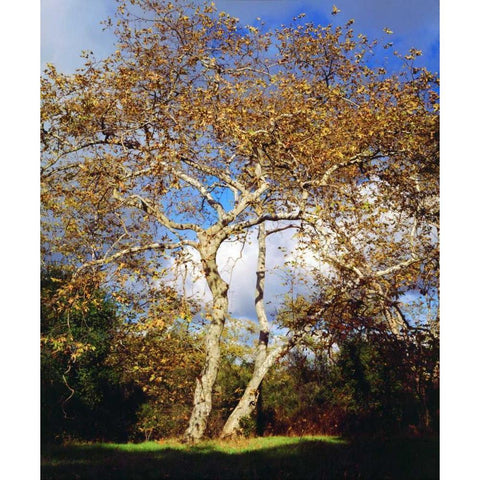 USA, California, San Diego Sycamore Tree Black Modern Wood Framed Art Print by Talbot Frank, Christopher