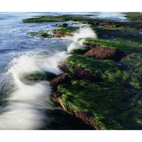 CA, San Diego Waves breaking on tide pools Black Modern Wood Framed Art Print by Talbot Frank, Christopher
