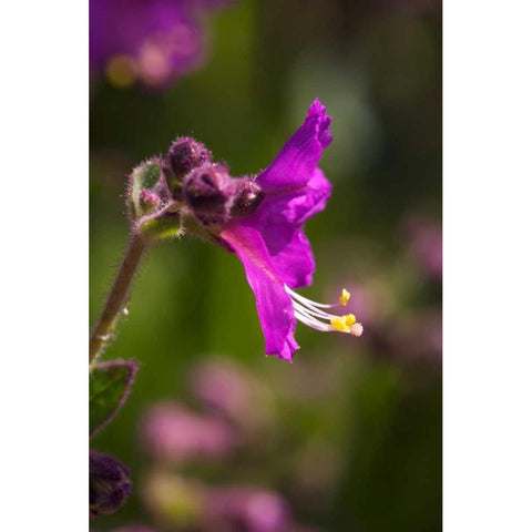 CA, San Diego, Rattlesnake Canyon Wishbone Black Modern Wood Framed Art Print with Double Matting by Talbot Frank, Christopher
