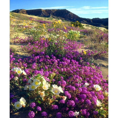 CA ,Anza-Borrego, flowers below Fonts Point Black Modern Wood Framed Art Print by Talbot Frank, Christopher