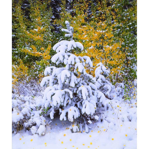 CA, Sierra Nevada Snow-covered trees Black Modern Wood Framed Art Print by Talbot Frank, Christopher