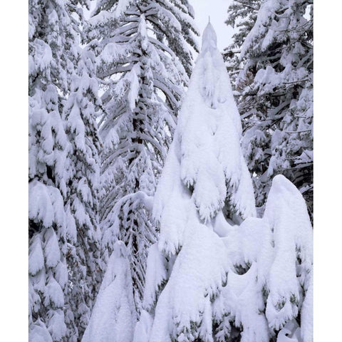 CA, Sierra Nevada Snow-covered trees Black Modern Wood Framed Art Print by Talbot Frank, Christopher