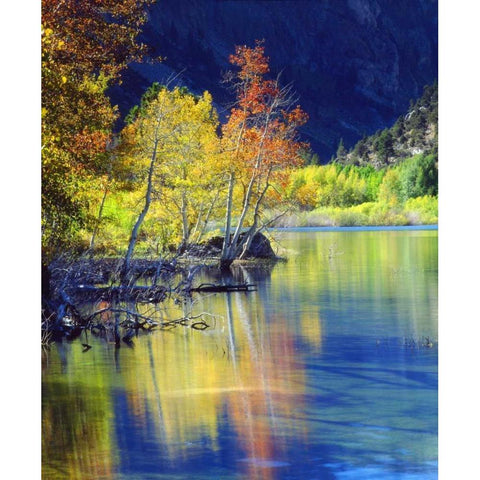 CA, Sierra Nevada, Aspen tree by Grant Lake Black Modern Wood Framed Art Print by Talbot Frank, Christopher