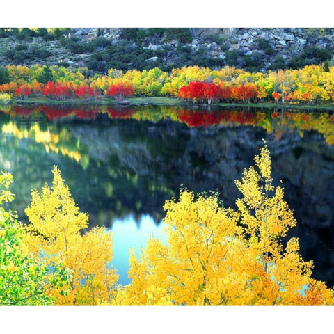 CA, Sierra Nevada, Autumn at Grant Lake Black Modern Wood Framed Art Print by Talbot Frank, Christopher