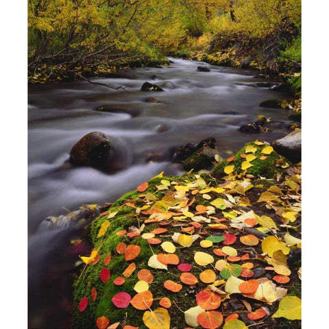 CA, Sierra Nevada, Autumn along McGee Creek Black Modern Wood Framed Art Print by Talbot Frank, Christopher