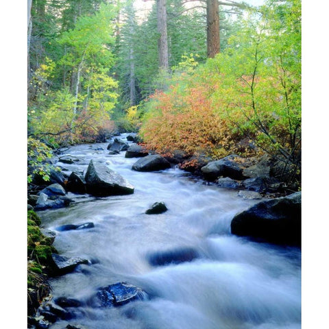 CA, Sierra Nevada, Autumn at Lee Vining Creek Black Modern Wood Framed Art Print by Talbot Frank, Christopher