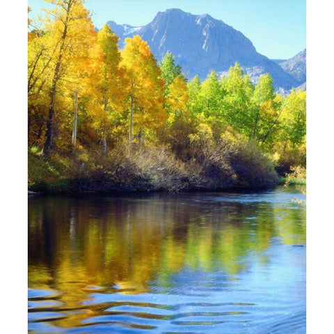 CA, Sierra Nevada, Autumn reflects in Rush Creek Black Modern Wood Framed Art Print by Talbot Frank, Christopher