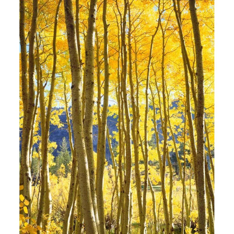 California, Sierra Nevada, Fall colors of Aspens Gold Ornate Wood Framed Art Print with Double Matting by Talbot Frank, Christopher
