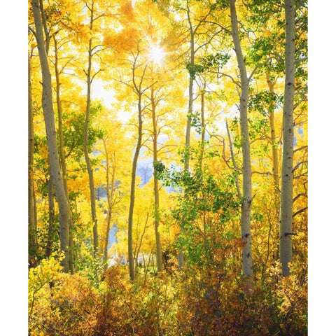 California, Sierra Nevada, Fall colors of Aspens Black Modern Wood Framed Art Print with Double Matting by Talbot Frank, Christopher