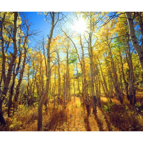 California, Sierra Nevada, Fall colors of Aspens Black Modern Wood Framed Art Print by Talbot Frank, Christopher