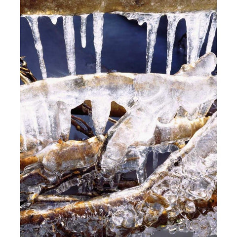 California, Sierra Nevada, Icicles in the Sierra Black Modern Wood Framed Art Print by Talbot Frank, Christopher