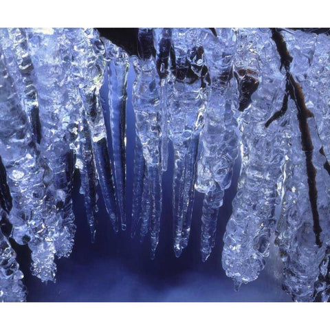 California, Sierra Nevada, Icicles in the Sierra Black Modern Wood Framed Art Print by Talbot Frank, Christopher