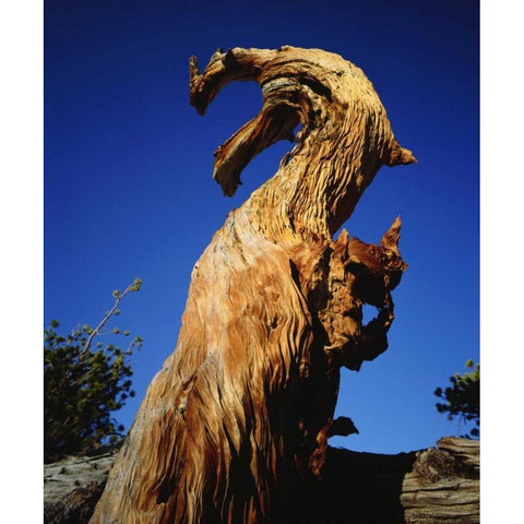 California, Sierra Nevada, Trees in the Sierras Black Modern Wood Framed Art Print with Double Matting by Talbot Frank, Christopher