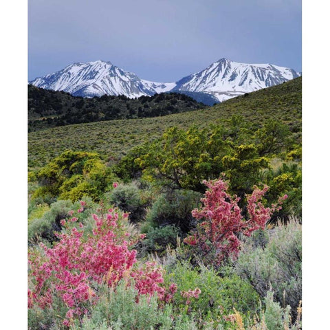 California, Sierra Nevada, Wildflowers Black Modern Wood Framed Art Print by Talbot Frank, Christopher