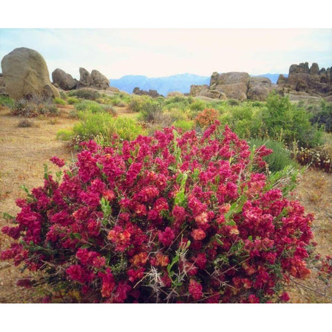 CA, Sierra Nevada Bush in the Alabama Hills Black Modern Wood Framed Art Print by Talbot Frank, Christopher