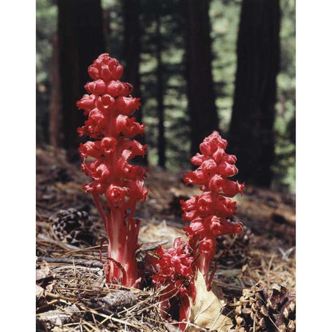 CA, Sierra Nevada Red forest plant Black Modern Wood Framed Art Print by Talbot Frank, Christopher