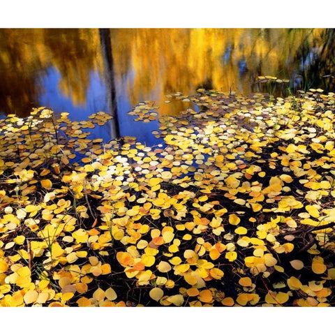 CA, Sierra Nevada Aspen leaves in Autumn White Modern Wood Framed Art Print by Talbot Frank, Christopher