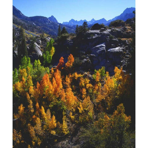 CA, Sierra Nevada Autumn of Aspen trees Black Modern Wood Framed Art Print by Talbot Frank, Christopher