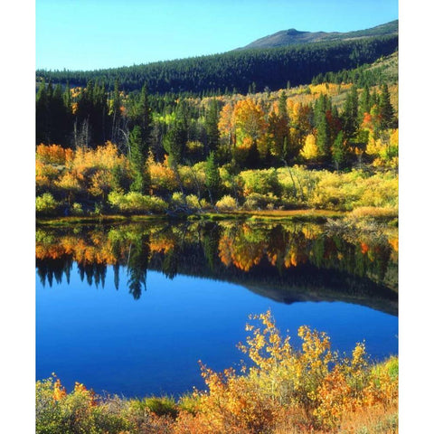 CA, Sierra Nevada Beaver Pond in autumn Black Modern Wood Framed Art Print by Talbot Frank, Christopher