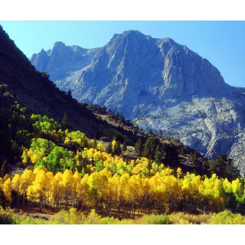 California, Sierra Nevada Autumn in the Sierras White Modern Wood Framed Art Print by Talbot Frank, Christopher