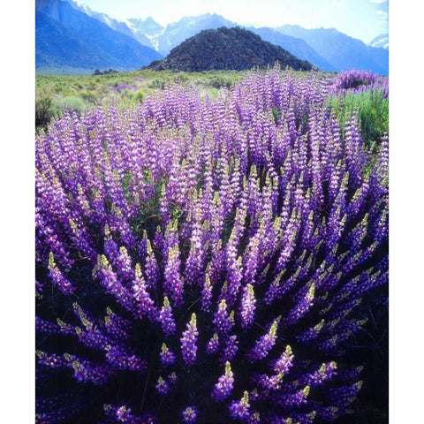 CA, Sierra Nevada Bush Lupines below Mt Whitney Gold Ornate Wood Framed Art Print with Double Matting by Talbot Frank, Christopher