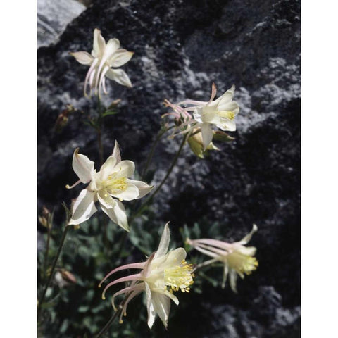 CA, Sierra Nevada Columbine in the Sierras Black Modern Wood Framed Art Print by Talbot Frank, Christopher