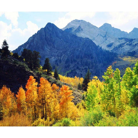 CA, Sierra Nevada Fall colors of aspen trees White Modern Wood Framed Art Print by Talbot Frank, Christopher