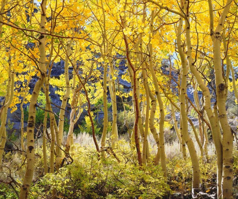 California, Sierra Nevada, Fall colors of Aspens White Modern Wood Framed Art Print with Double Matting by Talbot Frank, Christopher