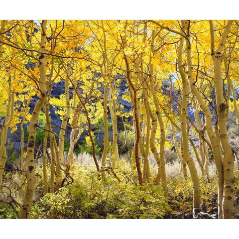 California, Sierra Nevada, Fall colors of Aspens Black Modern Wood Framed Art Print by Talbot Frank, Christopher