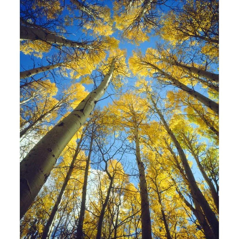 California, Sierra Nevada, Fall colors of Aspens Gold Ornate Wood Framed Art Print with Double Matting by Talbot Frank, Christopher