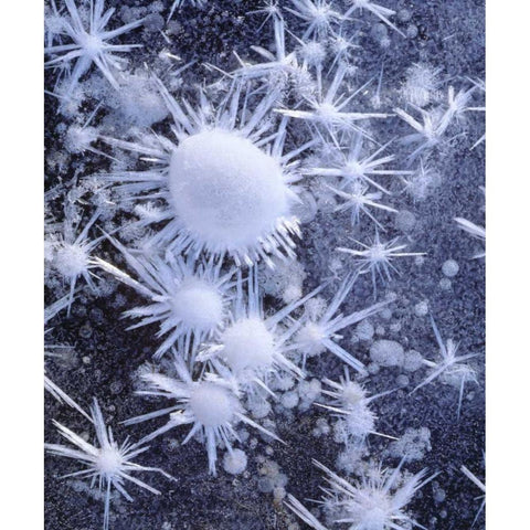 CA, Sierra Nevada Ice crystals in the Sierra Black Modern Wood Framed Art Print by Talbot Frank, Christopher