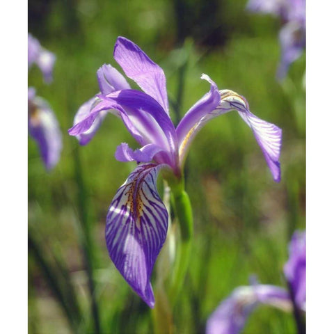 CA, Sierra Nevada Iris flower in the Sierras Black Modern Wood Framed Art Print by Talbot Frank, Christopher