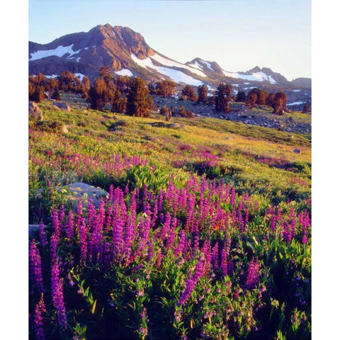 CA, Sierra Nevada Lupine flowers at Carson Pass White Modern Wood Framed Art Print by Talbot Frank, Christopher