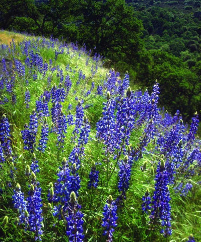 CA, Sierras, Sequoia NP Lupines in the forest Black Ornate Wood Framed Art Print with Double Matting by Talbot Frank, Christopher