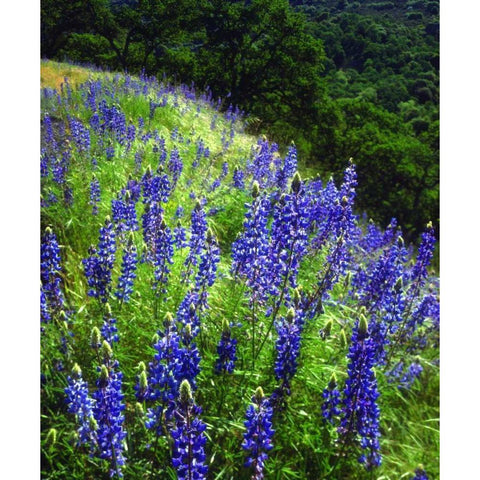 CA, Sierras, Sequoia NP Lupines in the forest Black Modern Wood Framed Art Print by Talbot Frank, Christopher