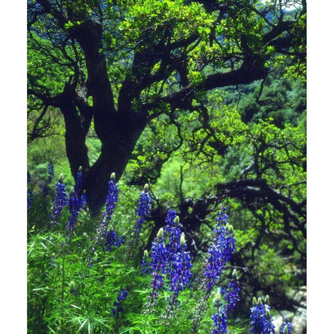 CA, Sierras, Sequoia NP Lupines in the forest White Modern Wood Framed Art Print by Talbot Frank, Christopher