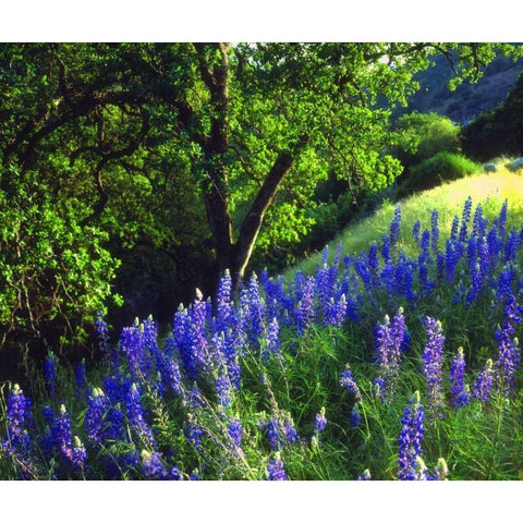 CA, Sierra Nevada Lupine flowers in the forest Black Modern Wood Framed Art Print by Talbot Frank, Christopher