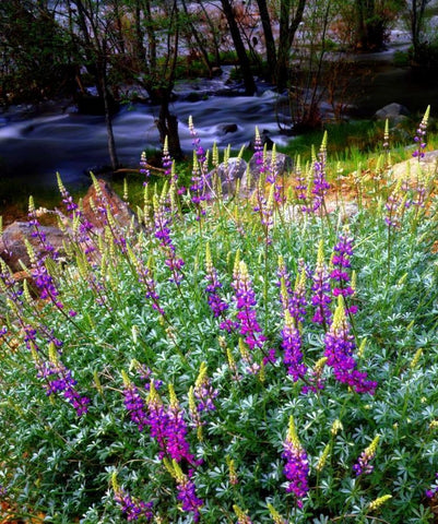 CA, Sierra Nevada Lupines in the High Sierra White Modern Wood Framed Art Print with Double Matting by Talbot Frank, Christopher
