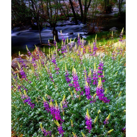 CA, Sierra Nevada Lupines in the High Sierra Black Modern Wood Framed Art Print by Talbot Frank, Christopher