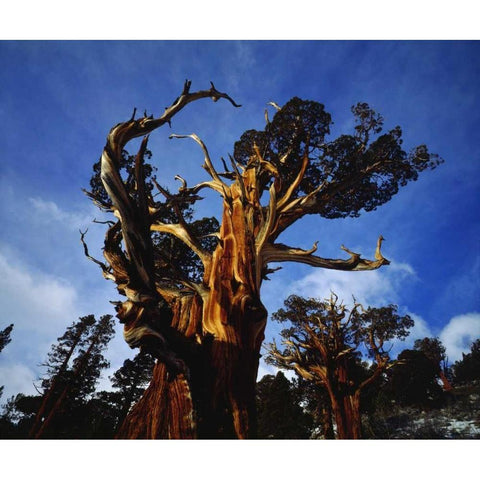 CA, Sierra Nevada Old-growth Juniper trees Black Modern Wood Framed Art Print by Talbot Frank, Christopher