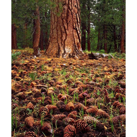 CA, Sierra Nevada Old-growth Ponderosa tree White Modern Wood Framed Art Print by Talbot Frank, Christopher
