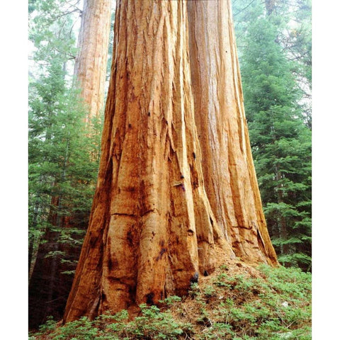 CA, Sierra Nevada Old-growth Sequoia Redwood Black Modern Wood Framed Art Print with Double Matting by Talbot Frank, Christopher