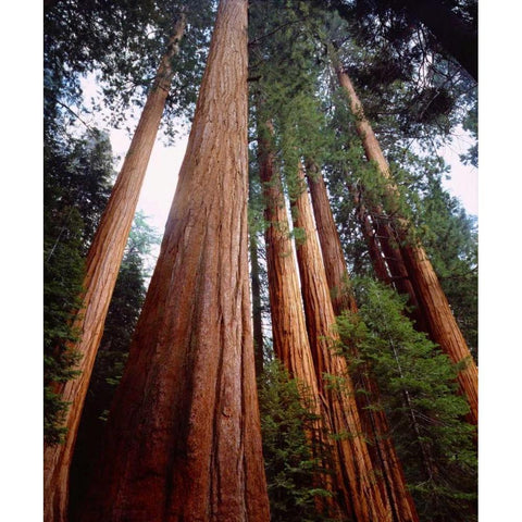 CA, Sierra Nevada Old-growth Sequoia Redwood Black Modern Wood Framed Art Print by Talbot Frank, Christopher