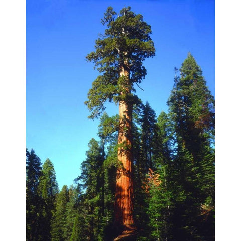 CA, Sierra Nevada Old-growth Sequoia Tree Black Modern Wood Framed Art Print by Talbot Frank, Christopher
